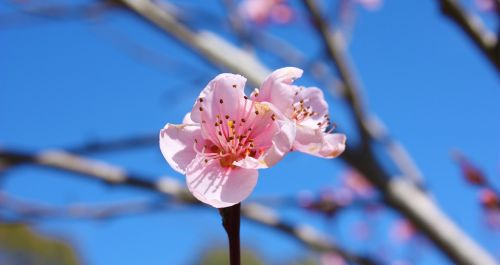 flower bloom pink