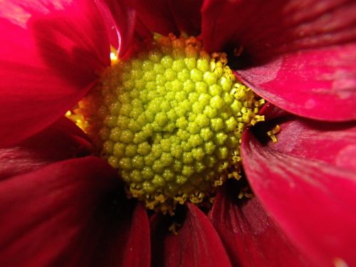 flower macro pink