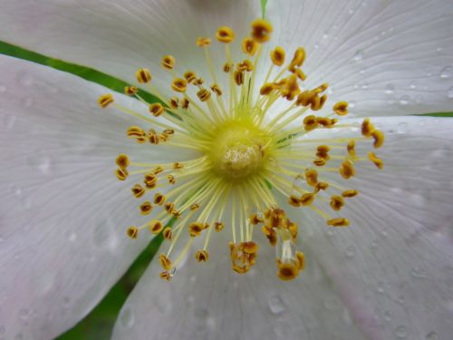 flower macro white