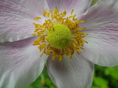 flower macro white