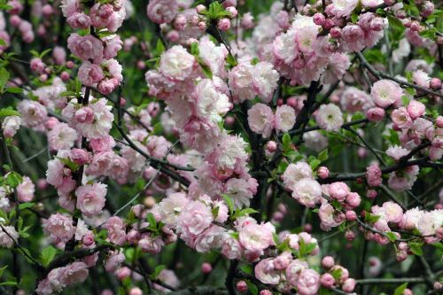 flower shrub spring