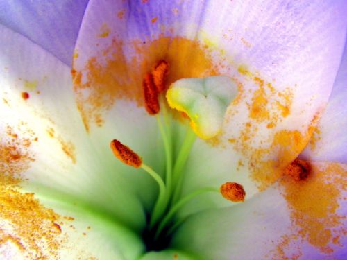 flower macro pollen