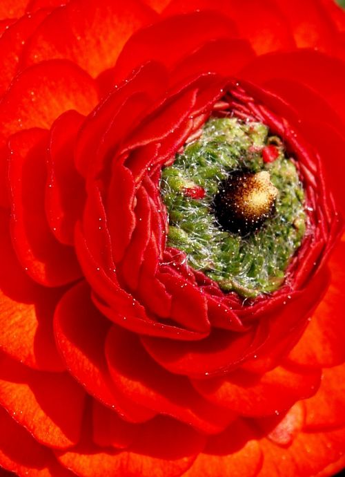 flower ranunculus red