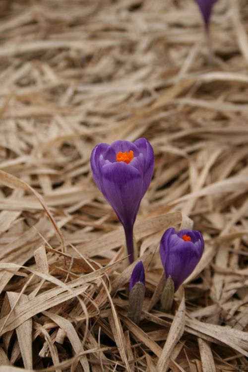 flower spring purple