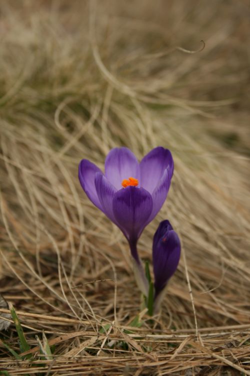 flower spring purple