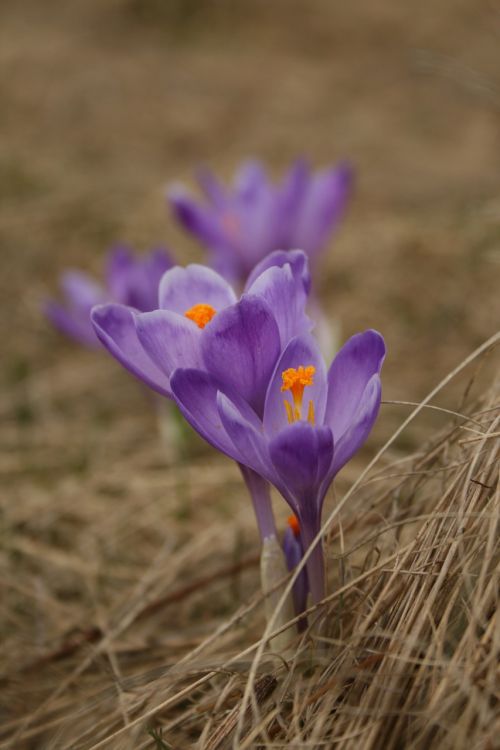 flower spring purple