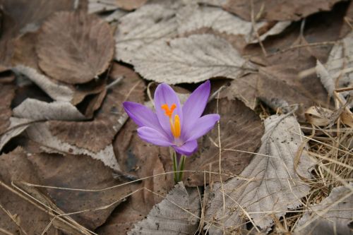 flower spring purple