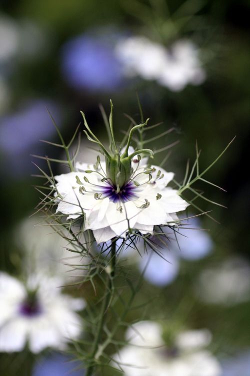 flower white petals