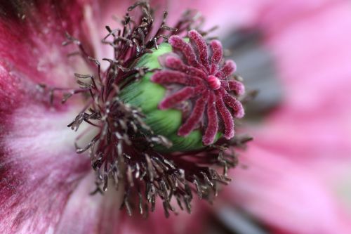 flower poppy red