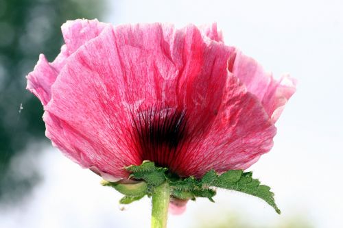 flower poppy pink