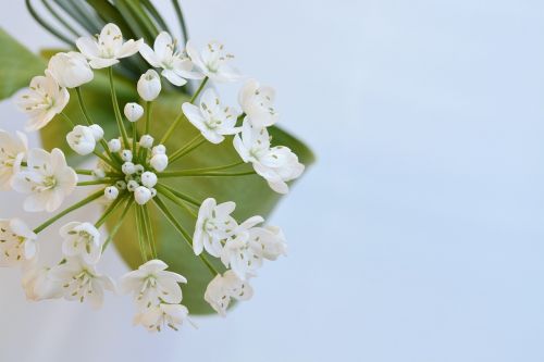 flower white flower flowers