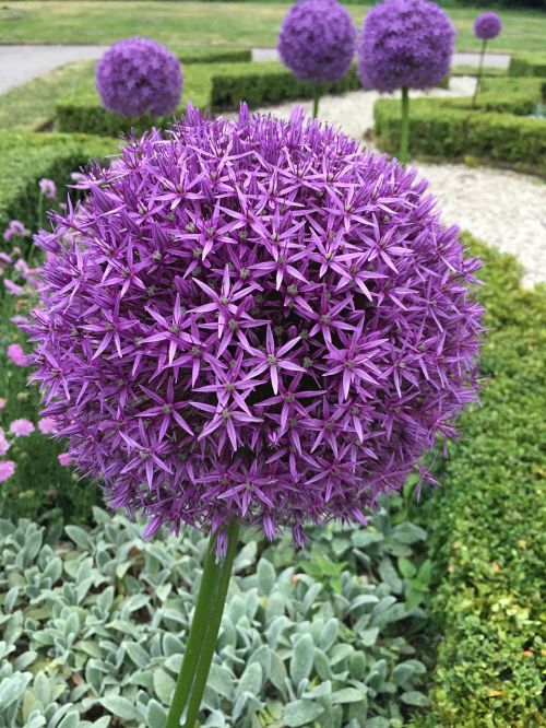 flower plant garden