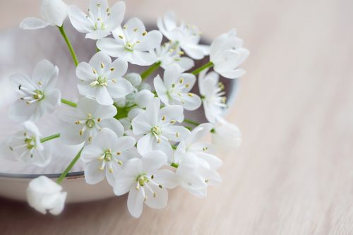 flower flowers white