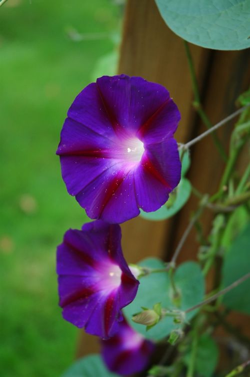 flower blue wind violet