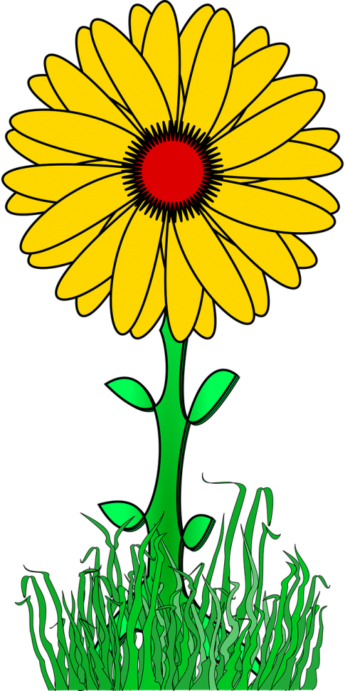 flower yellow daisy nature