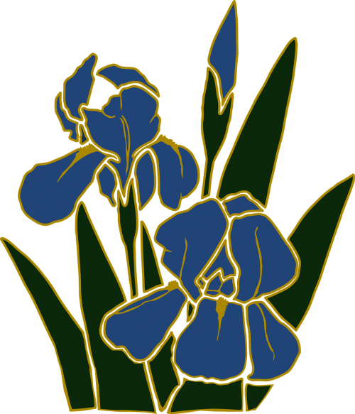 flower garden iris