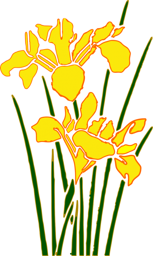 flower garden iris