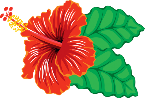flower hibiscus tropical