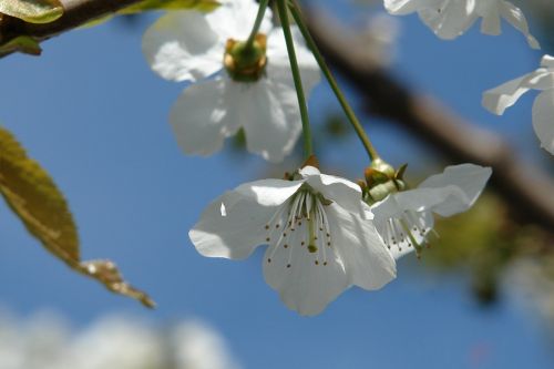 flower nature plant