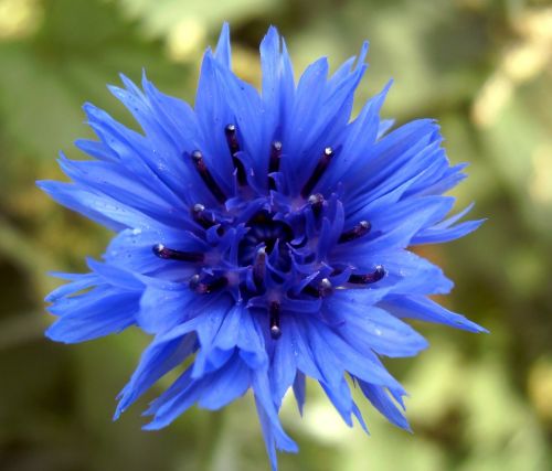 flower blueberry nature