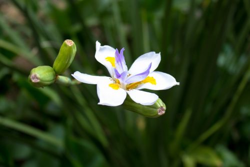 flower plant orchid