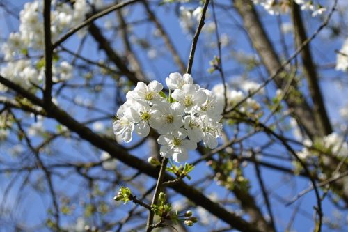 flower flowers white flower