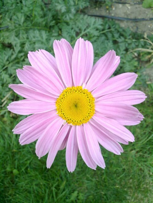 flower pink pink flowers