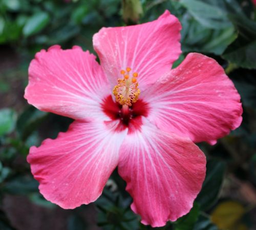 flower tropical pink