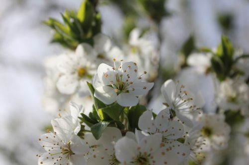 flower spring branch