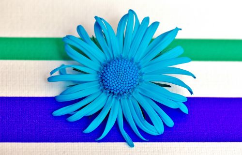 flower spring blue