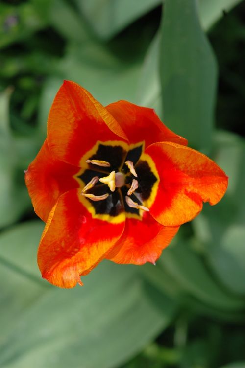 flower orange poppy