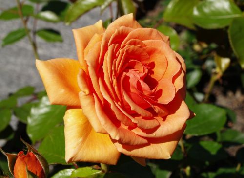 flower rose orange