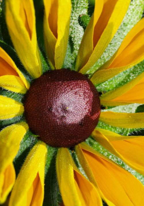 flower garden yellow