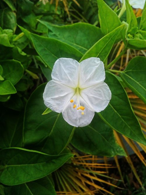 flower green nature