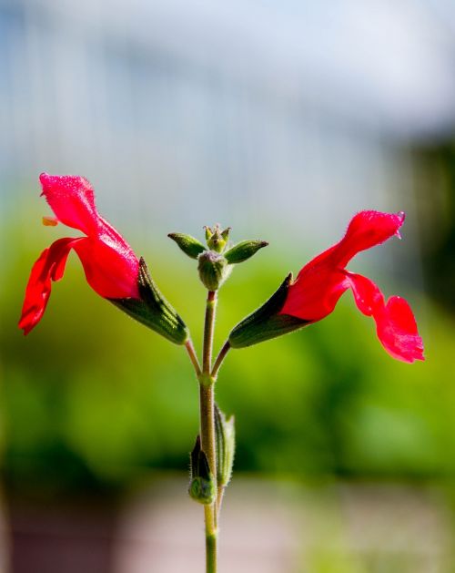 flower plant red