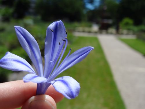 flower blue macro