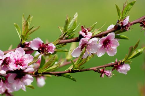 flower pesco spring