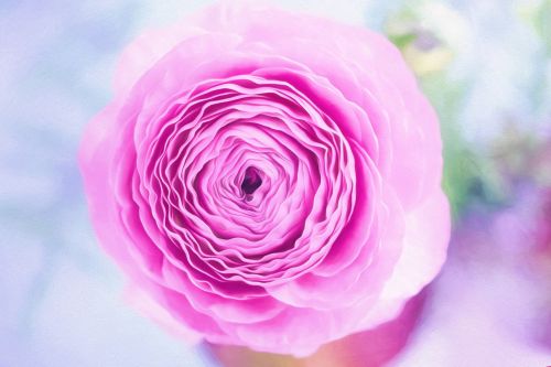 flower ranunculus pink