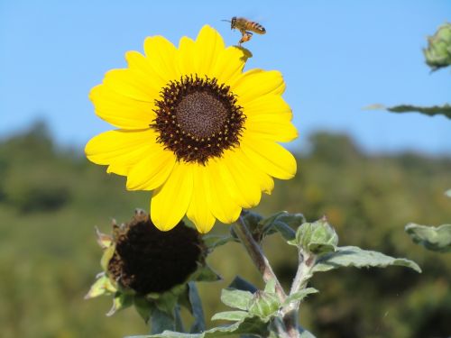 sunflower blue sky yellow