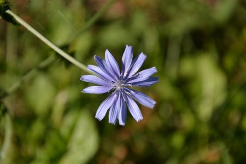 flower violet spring