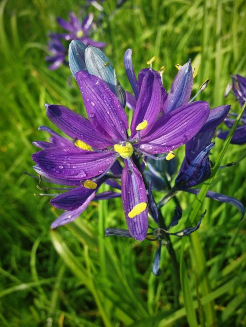 grass widow satin flower purple eyed grass