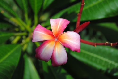 flower plumeria frangipani