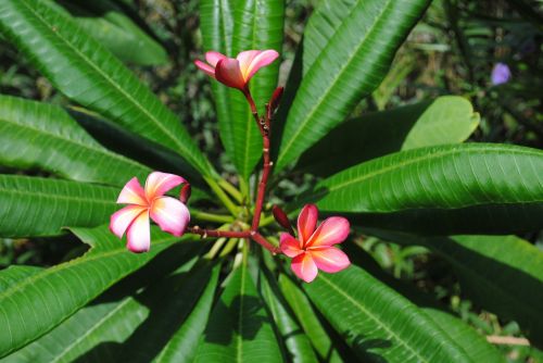 flower plumeria frangipani