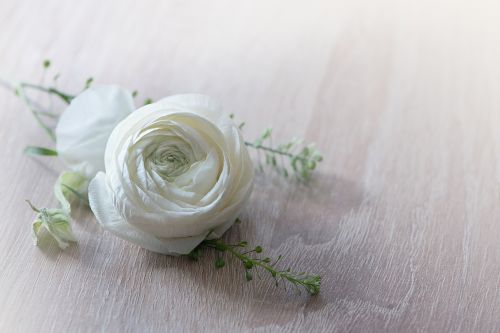 flower ranunculus blossom