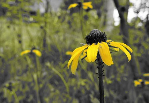 flower yellow flower plant