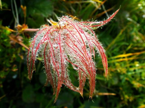 flower morgentau dewdrop