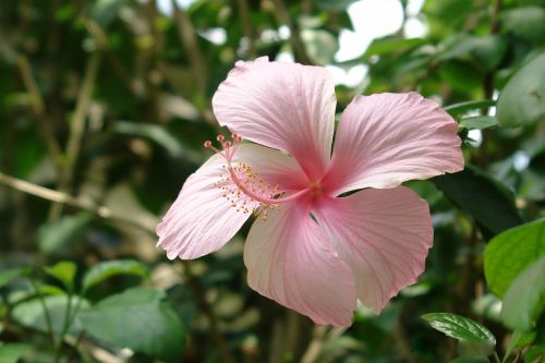 flower hibiscus sabdariffa