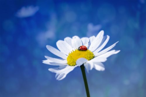 flower marguerite ladybug