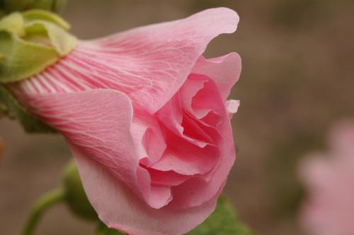 flower plant mallow