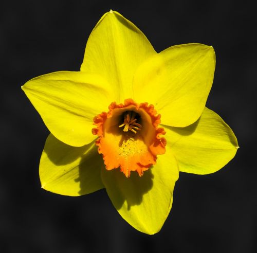 flower narcissus blossom